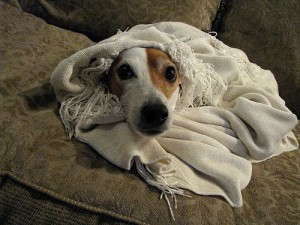 лечение насморка у собак