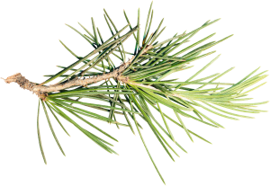 Сосновые ветки для лечения