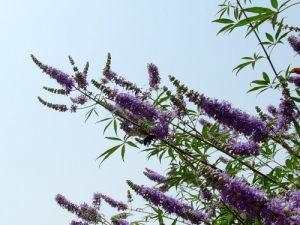 Прутняк обыкновенный