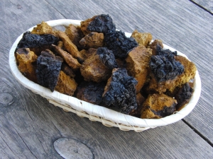 Лечебные свойства чаги и её применение в медицине