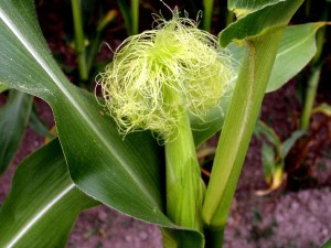 лечение пиелонефрита почек кукурузными рыльцами