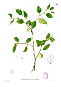 зифиус растение