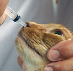 лечение насморка у кошек