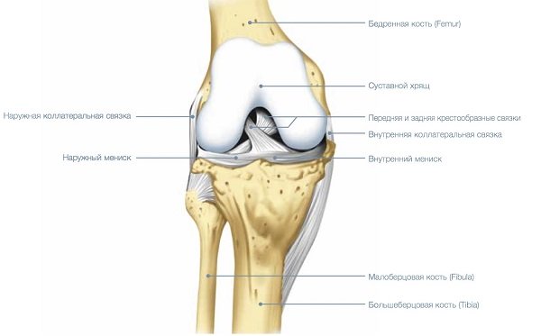 Анатомические особенности коленного сустава