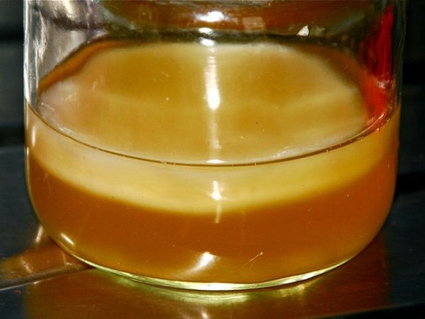 Чайный гриб на яблочном соке