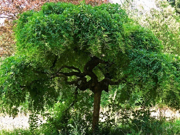 Дерево софора японская