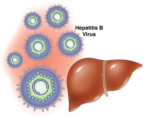Как передается гепатит В?