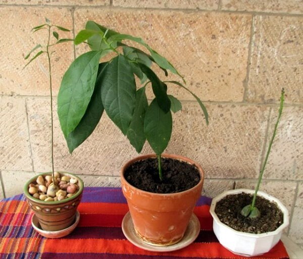 Как посадить косточку авокадо