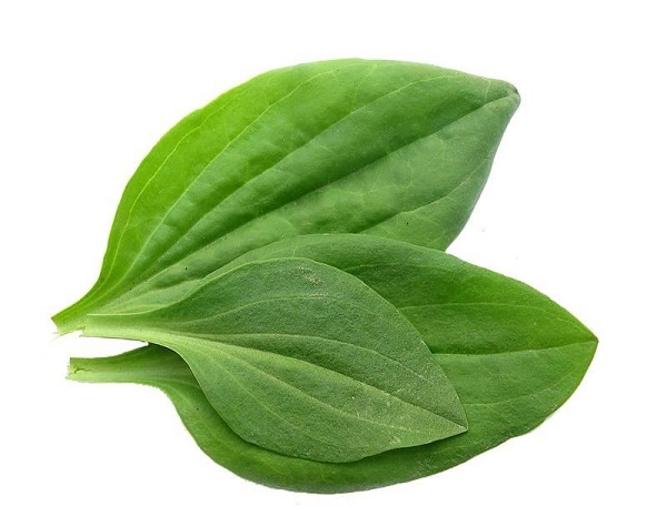 Кандидозный баланопостит лечение подорожником