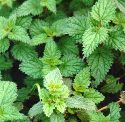 Крапива от болезни уретрит 