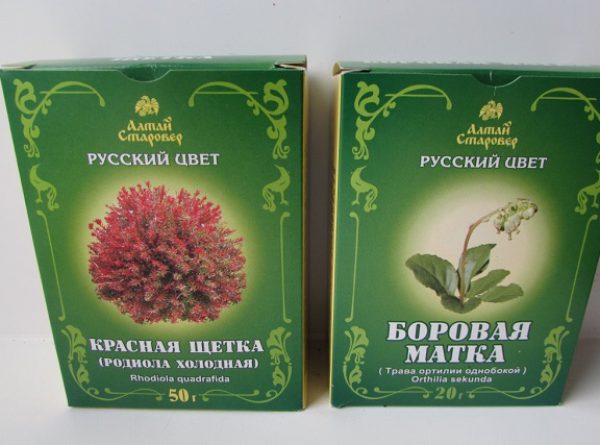 Красная щетка и боровая матка