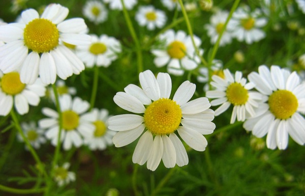 Лечение фимоза ромашкой