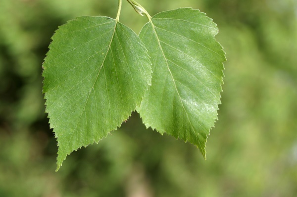 Листья березы от сердечного кашля