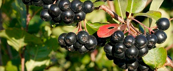 Плоды черноплодной рябины