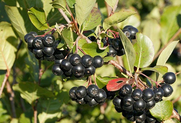 Состав плодов из черноплодной рябины