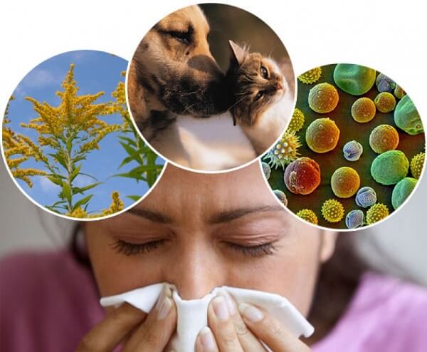 Аллергия и её виды