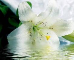 Настойка белой лилии