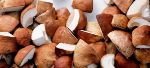 белые грибы