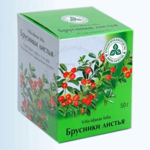 листья брусники
