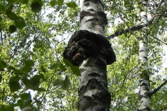 Чага березовая: применение и лечение в народной медицине