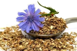 Отвар из цикория