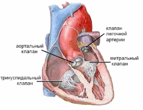 Какие бывают заболевания сердца 