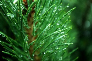 сосновые иголки