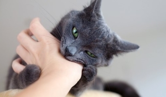 Чем лечить укус кошки в домашних условиях