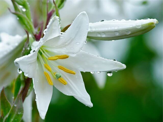 Лечебные свойства цветов белой лилии