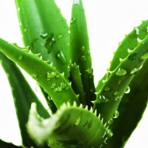 Лист алоэ 