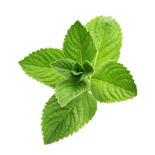 Мята для избавления от похмелья