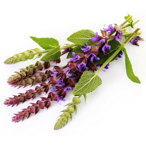 Настойка шалфея от кариеса