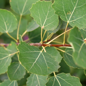 отвар осины