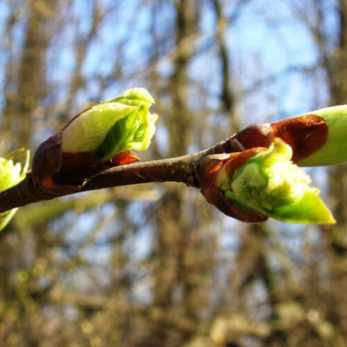 Почки сирени от невралгии