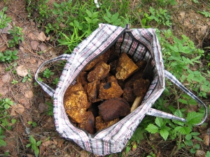 Сбор и хранение чаги