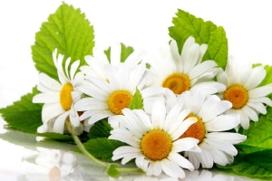 Ромашка для интимной гигиены