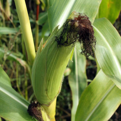 Рыльца кукурузы от цирроза