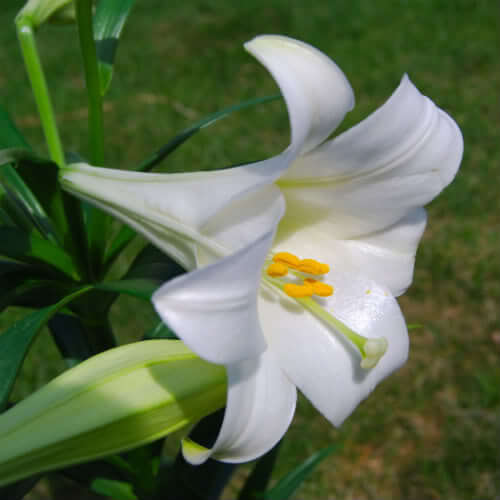 Советы по выращиванию белой лилии