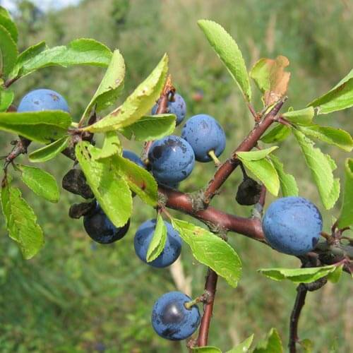 Терн от рожи на ногах