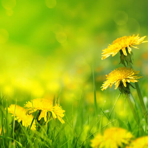 Цветки одуванчика от рожи на ноге