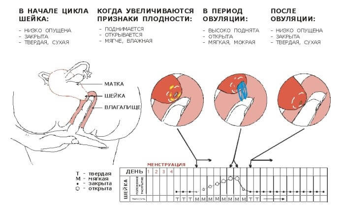 Циклы определения овуляции