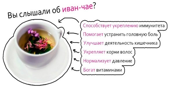 Польза Иван чая для организма