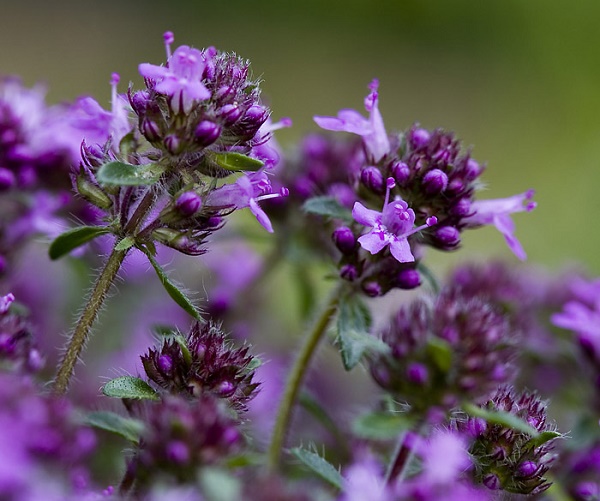 Сбор трав от импотенции 