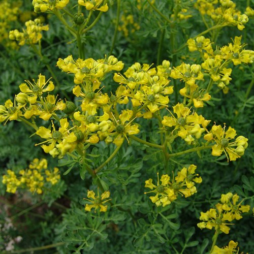 Трава рута от невралгии 