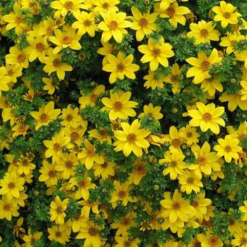 Желтые цветы череды